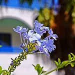 Nitsa's Appartement *