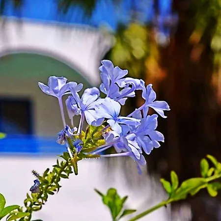 Nitsa's Appartement *